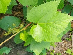 Vitis amurensis