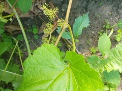 Vitis amurensis