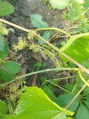 Vitis amurensis
