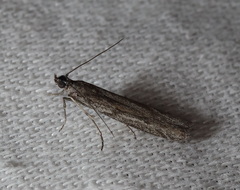 Meyrickiella homosema