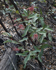 Grevillea decora decora