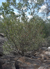 Grevillea decora decora