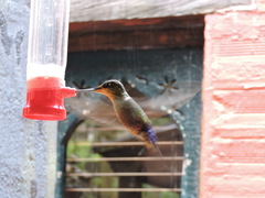 Coeligena helianthea