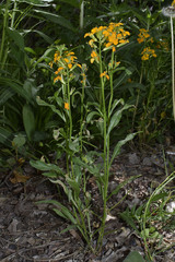 Erysimum × marshallii
