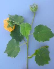 Abutilon grandiflorum