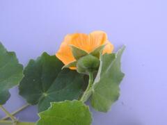 Abutilon grandiflorum