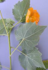 Abutilon grandiflorum
