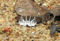 Odontoptilum pygela