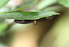 Gerosis phisara
