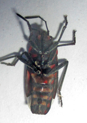 Spilostethus trilineatus