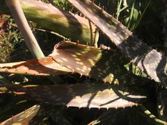 Aloe parvibracteata