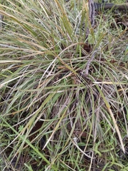 Lomandra densiflora