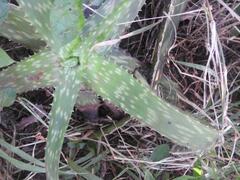 Aloe parvibracteata