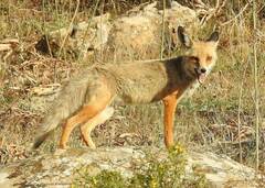 Vulpes vulpes barbara