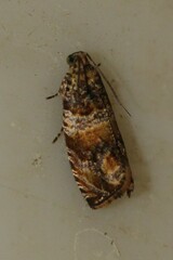 Celypha flavipalpana