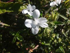 Barleria elegans orientalis