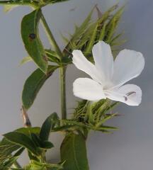 Barleria elegans orientalis