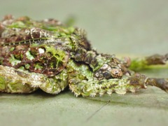 Olcinia dentata