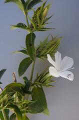 Barleria elegans orientalis