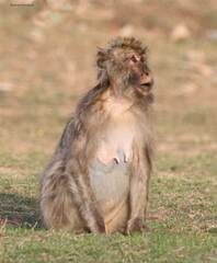 Macaca sylvanus