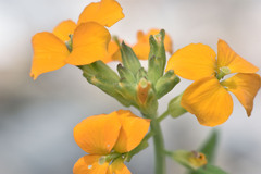 Erysimum × marshallii