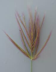 Bothriochloa insculpta