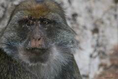 Macaca sylvanus
