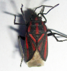 Spilostethus trilineatus
