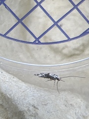 Blastodacna hellerella