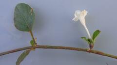 Commicarpus plumbagineus