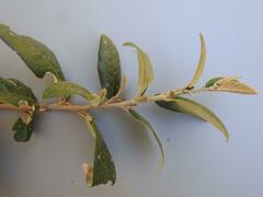 Croton menyharthii