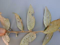 Croton menyharthii