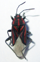 Spilostethus trilineatus