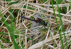 Leucorrhinia rubicunda