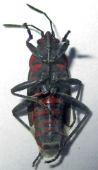 Spilostethus trilineatus