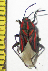 Spilostethus trilineatus