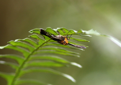 Gerosis phisara
