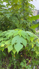 Broussonetia papyrifera