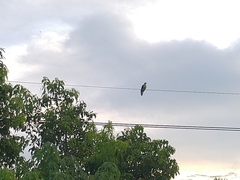 Treron sieboldii sieboldii