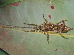 Olcinia dentata