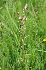 Ophrys fuciflora
