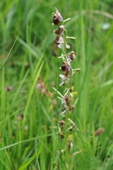 Ophrys fuciflora