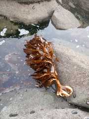 Lessonia trabeculata