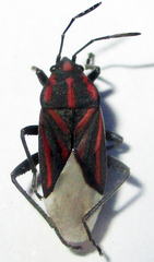 Spilostethus trilineatus
