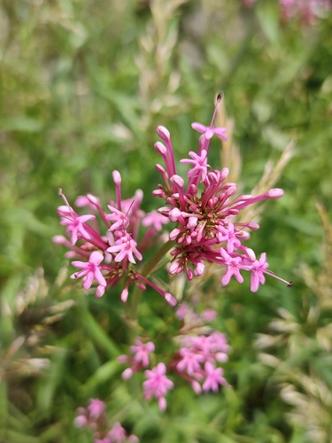 Image of Long-Flowered Spur-Valerian (Centranthus longiflorus) by (c) Иван Ковтун Ivan Kovtun, some rights reserved (CC BY)
