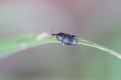 Melanobaris