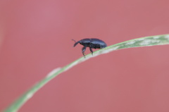 Melanobaris