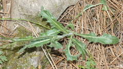 Biscutella valentina