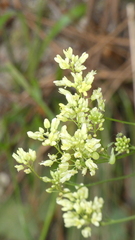 Biscutella valentina