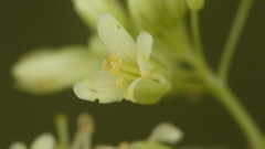 Biscutella valentina